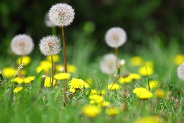 秋天的蒲公英是什么样子,花朵是鲜黄色的