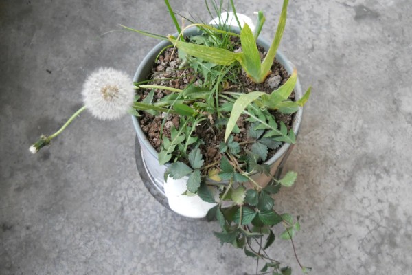 秋天的蒲公英是什么样子,花朵是鲜黄色的