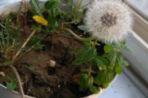 秋天的蒲公英是什么样子,花朵是鲜黄色的