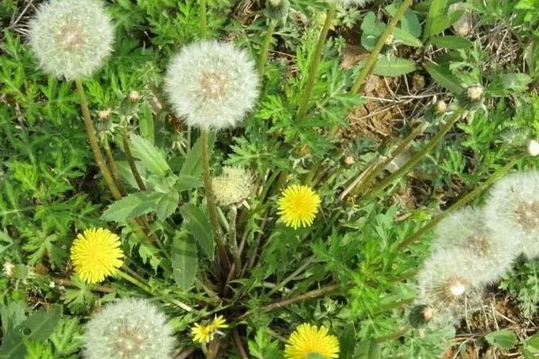 秋天的蒲公英是什么样子,花朵是鲜黄色的