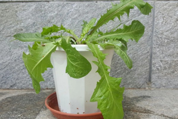 秋天的蒲公英是什么样子,花朵是鲜黄色的