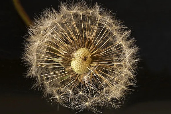 秋天的蒲公英是什么样子,花朵是鲜黄色的