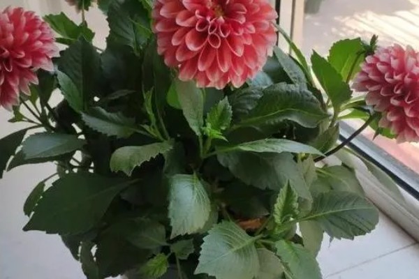 大丽花冬季的养护方法，放在室内阳光明媚处养护