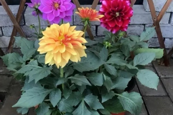 大丽花冬季的养护方法，放在室内阳光明媚处养护