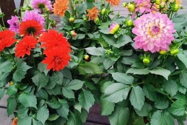 大丽花冬季的养护方法，放在室内阳光明媚处养护