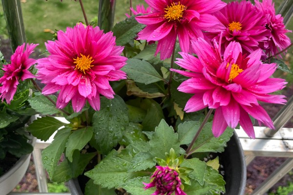 大丽花冬季的养护方法，放在室内阳光明媚处养护