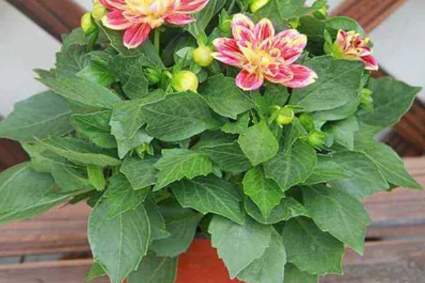 大丽花冬季的养护方法，放在室内阳光明媚处养护