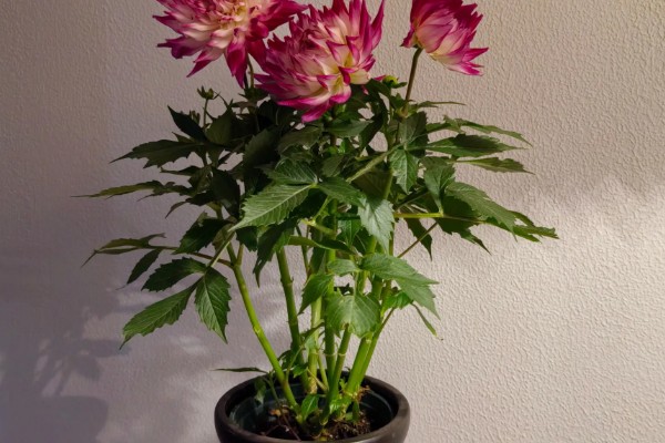 大丽花冬季的养护方法，放在室内阳光明媚处养护