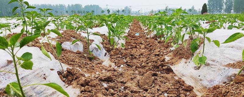 辣椒苗移栽多久才能成活，一般需要7天左右