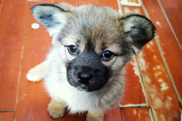 土狗几个月会竖耳朵，三个月就可以竖耳朵