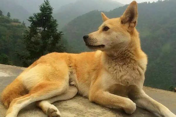 土狗几个月会竖耳朵，三个月就可以竖耳朵