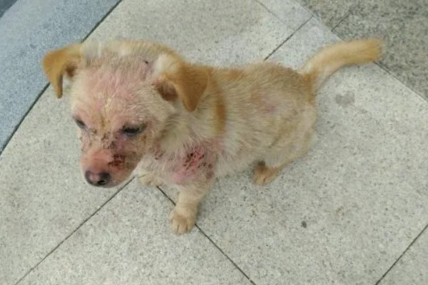 土狗几个月会竖耳朵，三个月就可以竖耳朵