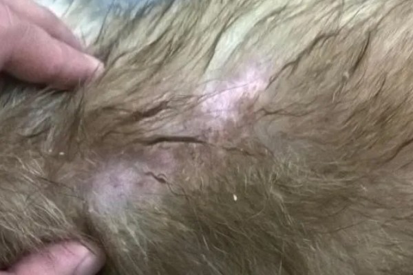 土狗几个月会竖耳朵，三个月就可以竖耳朵