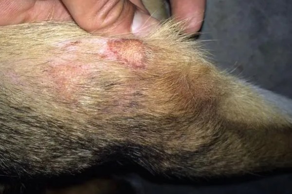 土狗几个月会竖耳朵，三个月就可以竖耳朵