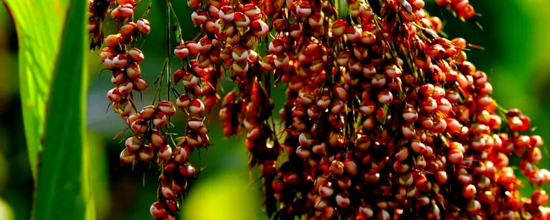 高粱成熟后的颜色，一般是红色或跟随品种而变化