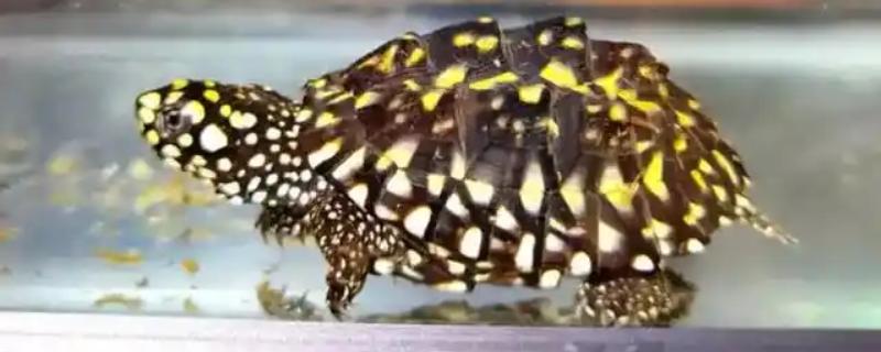 斑点池龟是深水龟吗，不是深水龟