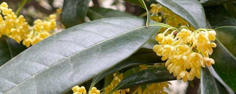 哪种桂花不可以食用，不存在无法食用的品种