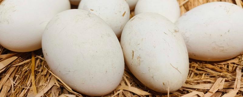 孵化鹅蛋最后几天的注意事项，需要注意调整温度