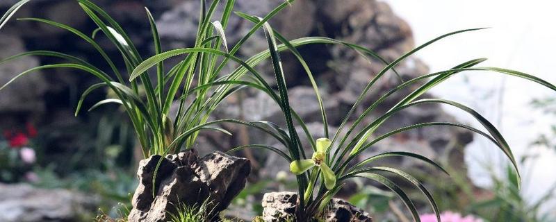养殖兰花的方法，春秋季节每隔半个月追肥一次