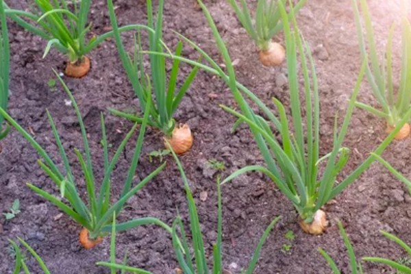 洋葱什么时候种植,长江流域一般在9月下旬种植