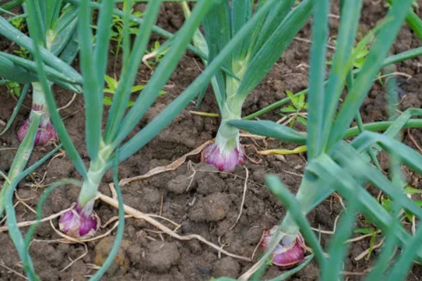 洋葱什么时候种植,长江流域一般在9月下旬种植