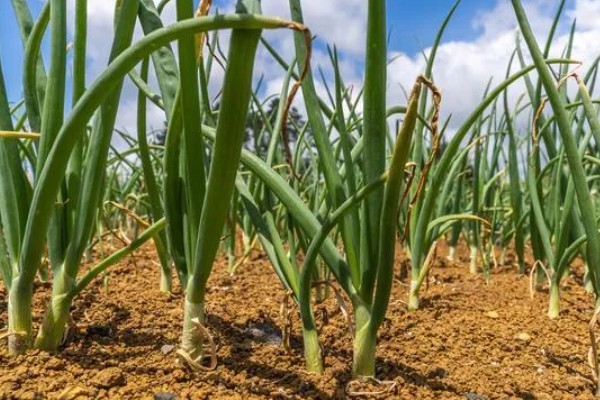 洋葱什么时候种植,长江流域一般在9月下旬种植
