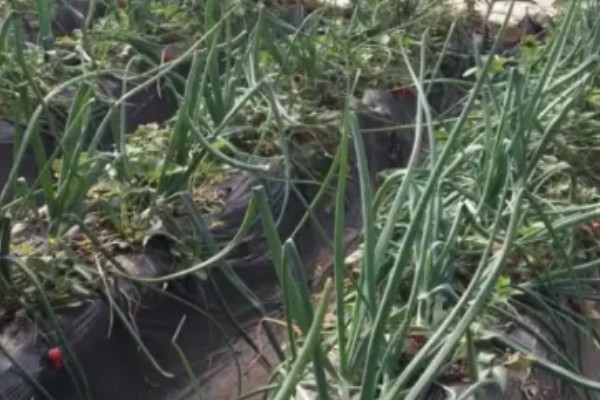 洋葱什么时候种植,长江流域一般在9月下旬种植