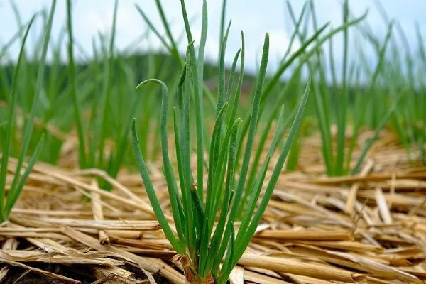 洋葱什么时候种植,长江流域一般在9月下旬种植