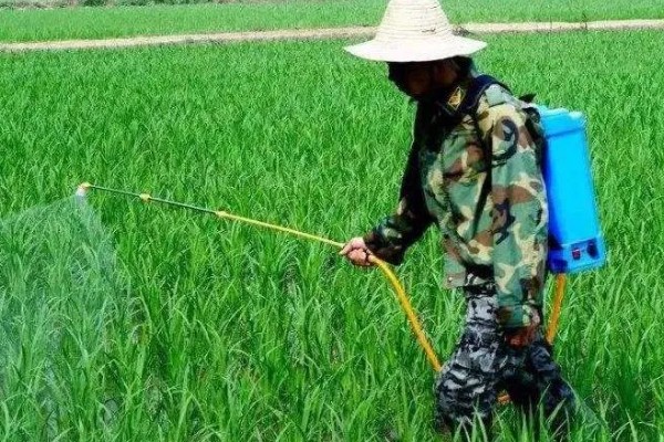 洋葱什么时候种植,长江流域一般在9月下旬种植