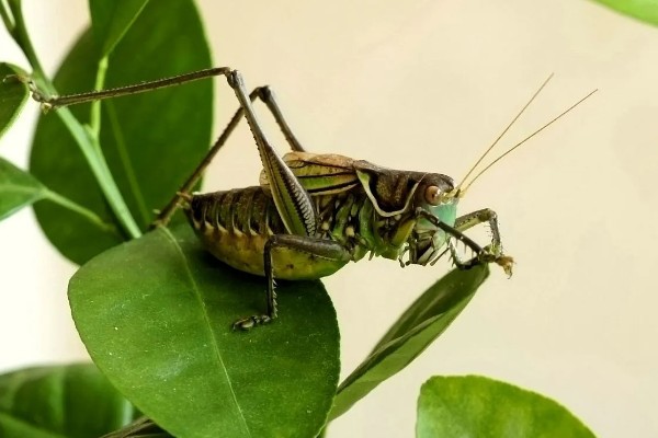 蝈蝈有哪些生活习性，冬天会进行长达三四个月的冬眠