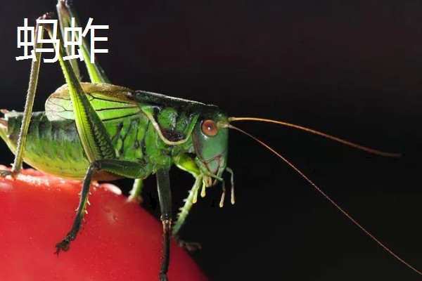 蝈蝈有哪些生活习性，冬天会进行长达三四个月的冬眠