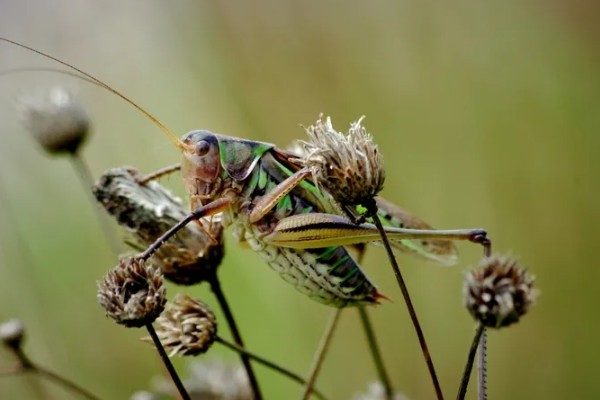 蝈蝈有哪些生活习性，冬天会进行长达三四个月的冬眠
