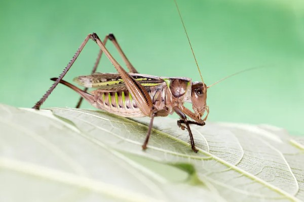 蝈蝈有哪些生活习性，冬天会进行长达三四个月的冬眠