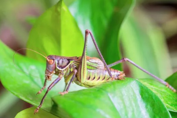 蝈蝈有哪些生活习性，冬天会进行长达三四个月的冬眠