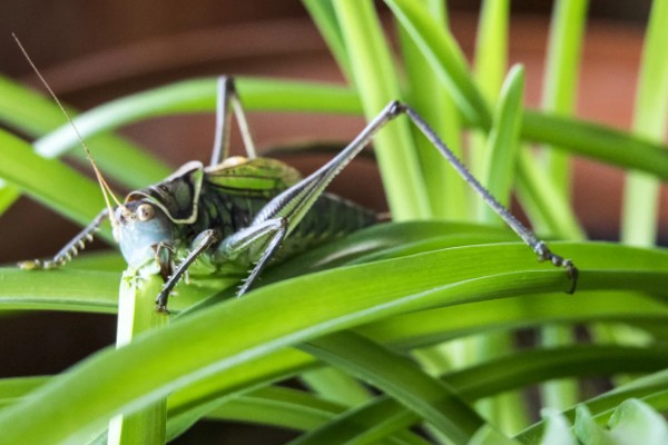 蝈蝈有哪些生活习性，冬天会进行长达三四个月的冬眠