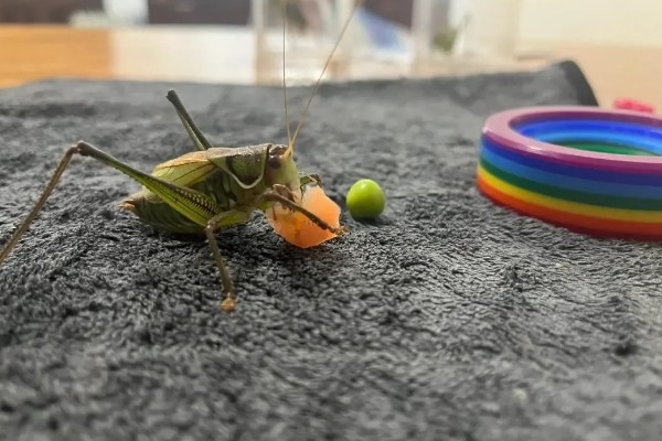 蝈蝈有哪些生活习性，冬天会进行长达三四个月的冬眠