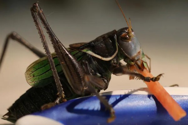 蝈蝈有哪些生活习性，冬天会进行长达三四个月的冬眠