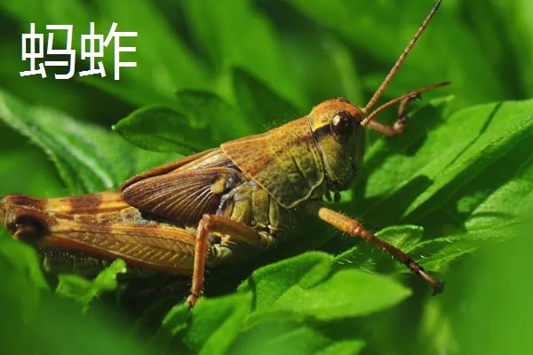 蝈蝈有哪些生活习性，冬天会进行长达三四个月的冬眠