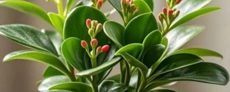 碧玉花怎么繁殖，以扦插和分株为主