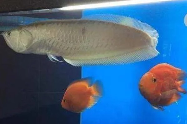 鹦鹉鱼能否和银龙鱼一起养，二者可以混养但食物不足时会发生争斗