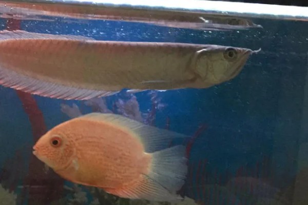 鹦鹉鱼能否和银龙鱼一起养，二者可以混养但食物不足时会发生争斗