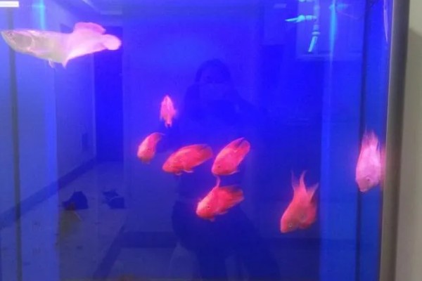 鹦鹉鱼能否和银龙鱼一起养，二者可以混养但食物不足时会发生争斗