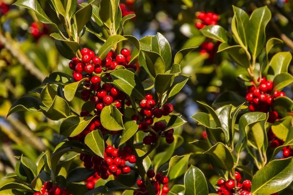 冬青的寓意,寓意着生机盎然