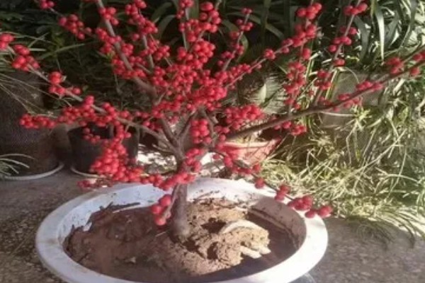 冬青的寓意,寓意着生机盎然