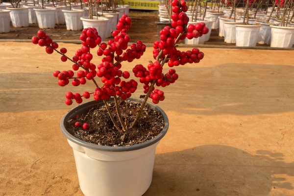 冬青的寓意,寓意着生机盎然