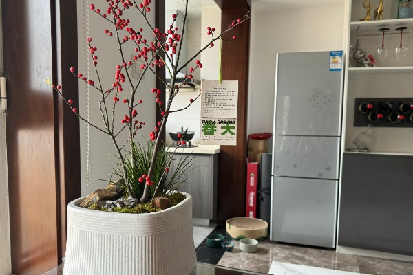 冬青的寓意,寓意着生机盎然