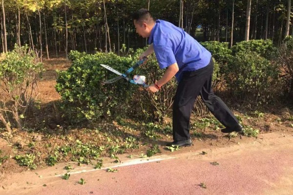 冬青的寓意,寓意着生机盎然