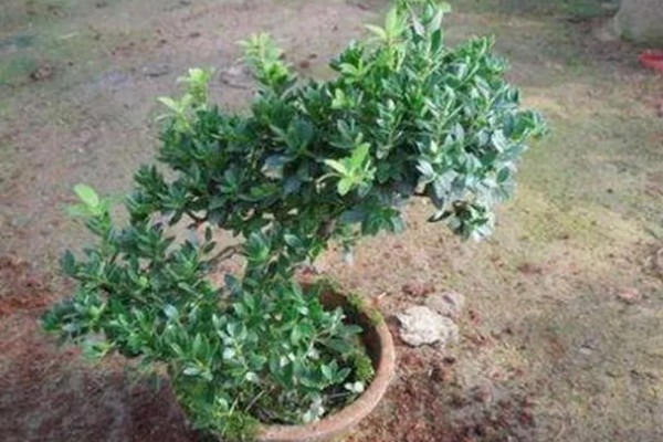 冬青的寓意,寓意着生机盎然