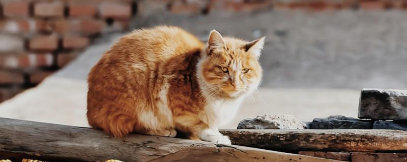 橘猫的性格，具有不挑食、偶尔调皮等特点