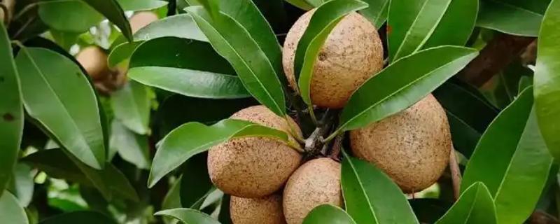 人心果树可以长多高，可以长到大约15-20米左右